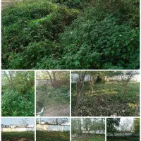 علفزنی و‌چمنزنی