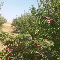 الوچه مراغه روسنای اوخچی