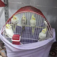 عروس هلندی|پرنده|رامشیر, |دیوار