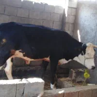 گاو و گوساله