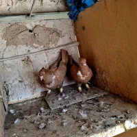 کلاغ نواری پرتغالی|پرنده|مشهد, آبکوه|دیوار