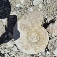 فسیل امونیت