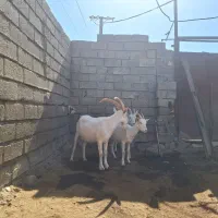 ۳راس بزغاله سانن