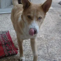 واگزاری سگ هاسکی سراب شناسنامه دار