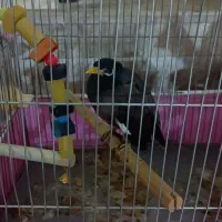 مرغ مینا
