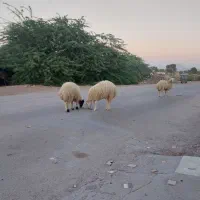 ۳ عدد بره نر|حیوانات مزرعه|فین, |دیوار