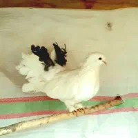 یه جفت دم چتری موش پا