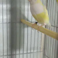 یک جفت فنچ گلدین|پرنده|کبودرآهنگ, |دیوار