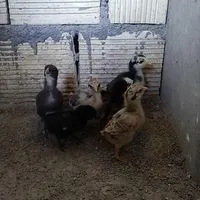 جوجه گلین لری چهل تاج اصیل|حیوانات مزرعه|مبارکه, |دیوار