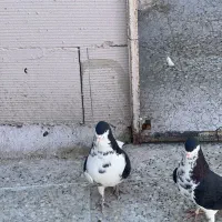 چپ سیاه جفتی|پرنده|شیراز, تندگویان|دیوار