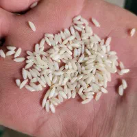 برنج عنبربو اعلا اعلا|خوردنی و آشامیدنی|شوشتر, |دیوار