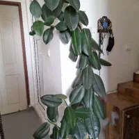 گل و گیاه های خانگی|گل و گیاه طبیعی|نمین, |دیوار