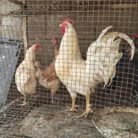 مرغ و خروس