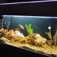فروش آکواریوم ایتالیایی+تمام تجهیزات+ماهی های برند|ماهی|اردبیل, |دیوار