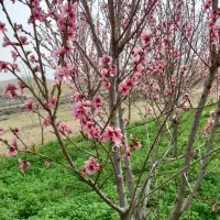 باغ فروشی مناسب برای ویلا و کافه با آب فراوان