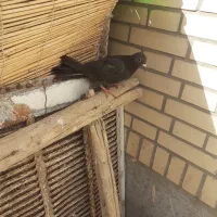 جوجه المانی|پرنده|زهک, |دیوار