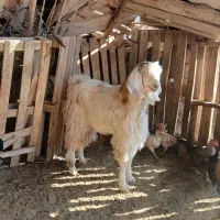 کهره|حیوانات مزرعه|هیرمند, |دیوار