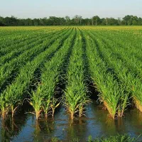 زمین شالی حاصلخیز دو هزار متری