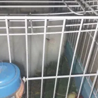 خرگوش لوپ اصلی|موش و خرگوش|بافق, |دیوار