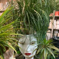 گل و گیاه آپارتمانی