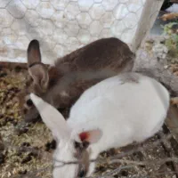 خرگوش بالغ نر