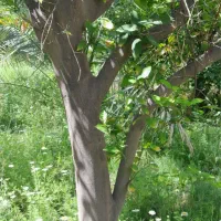 فروش چوب پرتقال