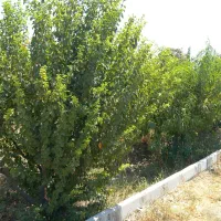 باغ|فروش دفتر صنعتی، کشاورزی، تجاری|اسلامشهر, بهرام آباد|دیوار