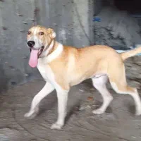 سگ خراسانی نر ۷ماه