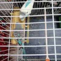 مرغ عشق همراه با جوجه