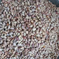 لوبیا چیتی و قرمز