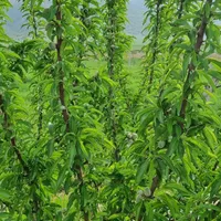 زمین باغی زراعی