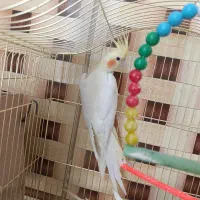 عروس هلندی|پرنده|زهک, |دیوار