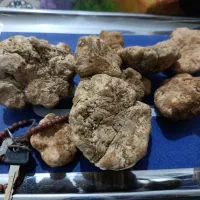 فروش دنبل کوهی سایز بزرگ و متوسط رو به بالا