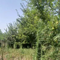 ۴۰۸زمین مسکونی دوردیوارسنگررشت|فروش زمین و ملک کلنگی|سنگر, |دیوار