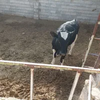 یونجه یا علوفه 26هزارتومان|حیوانات مزرعه|اصفهان, طاحونه|دیوار