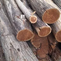 فروش چوب توت خشک حدود ۲ تن
