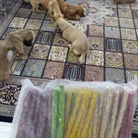 واگذاری رایگان برای باغ|سگ|گلبهار, |دیوار