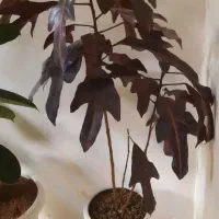 گل و گیاه آپارتمانی|گل و گیاه طبیعی|قم, ارم|دیوار