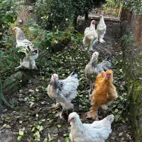 مرغ و خروس امپراطور