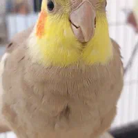 عروس هلندی نر و ماده