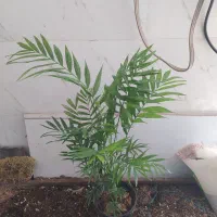 گل و گیاه شامادورا|گل و گیاه طبیعی|اهواز, سیصد دستگاه|دیوار