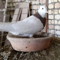 طوقی سرخ خال مشکی|پرنده|اصفهان, باغ نگاره|دیوار