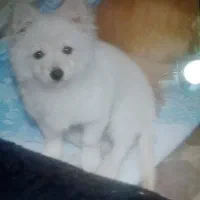 پامر شش ماهه حرف گوش کن همه چی تموم