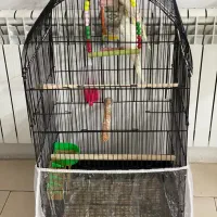 یه جفت عروس هلندی