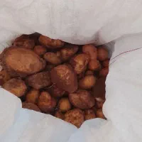 سیب زمینی|خوردنی و آشامیدنی|دیواندره, |دیوار