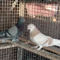 درود یه ماده کاغذی ویا نربرجی پر|پرنده|خمینی‌شهر, |دیوار