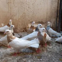 ۱۰ جفت طوقی نر و ماده
