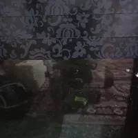 تانک آکواریوم|ماهی|دشتابی, |دیوار