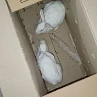 دو خرگوش چشم شرابی جوان