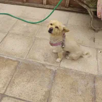 سگ نر پاپی دست و پا کوتاه